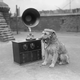 It’s hard to know exactly what dogs hear when we talk to them.